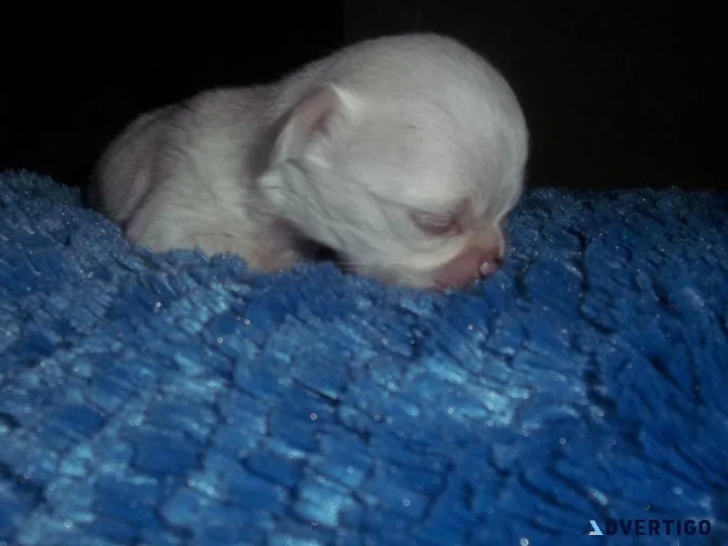 AKC Long Coat Chihuahuas Male  and Females