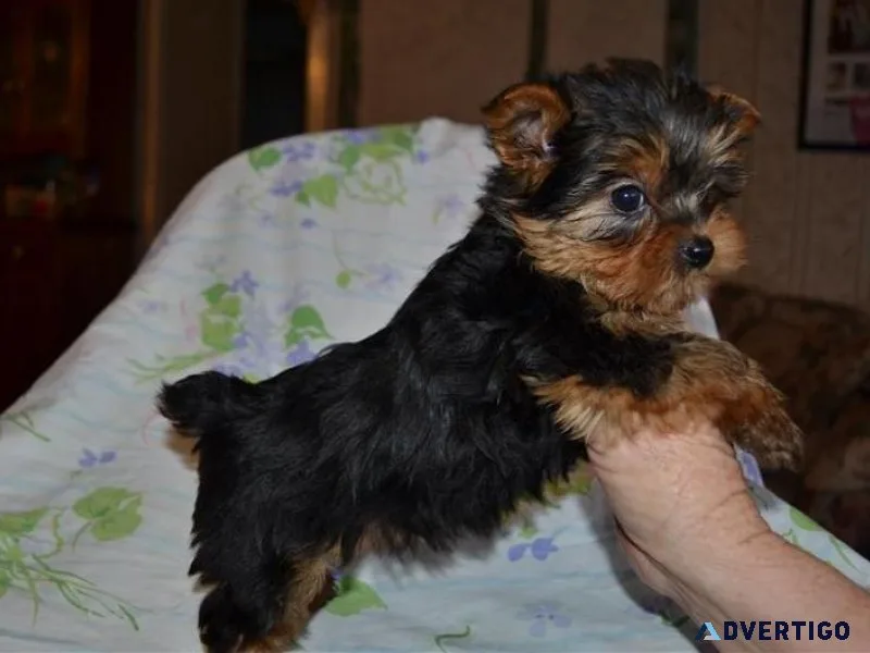 Lovely  Yorkshire Terrier pups