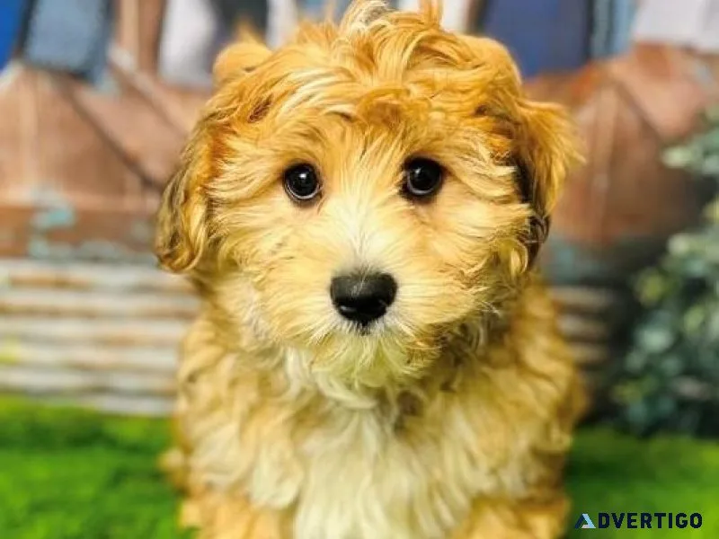 Morkie Puppies For Sale in UK  Douglas Hall Kennels