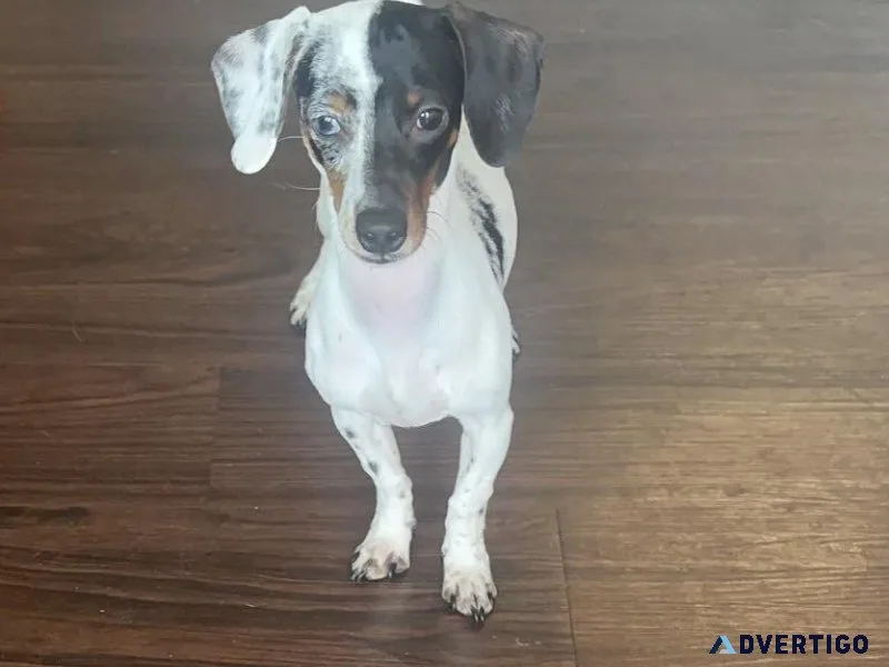 Dachshund puppy