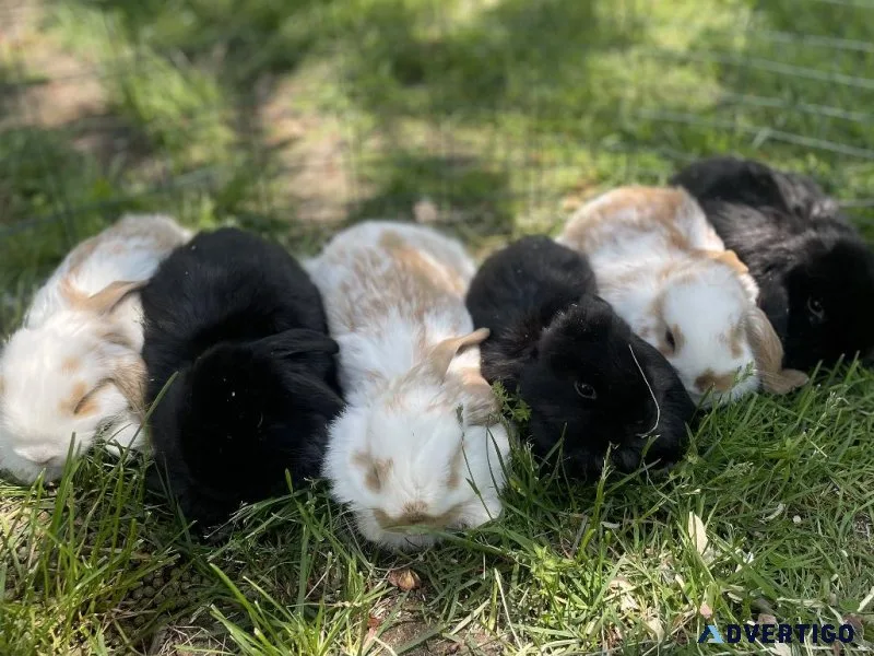 Mini Lop Bunnies