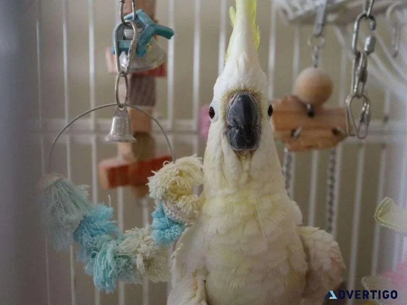 Sulpher Crested Cockatoo Breeder Young Pair Male and Female
