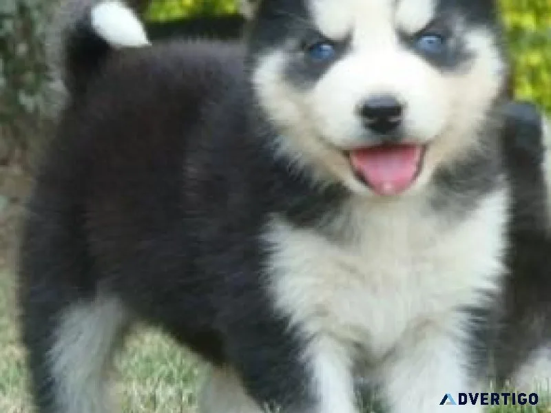 SIBERIAN HUSKY PUPPIES FOR RE-HOMING