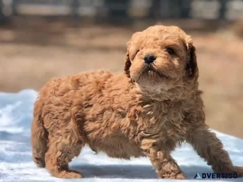 Golden doodle puppies