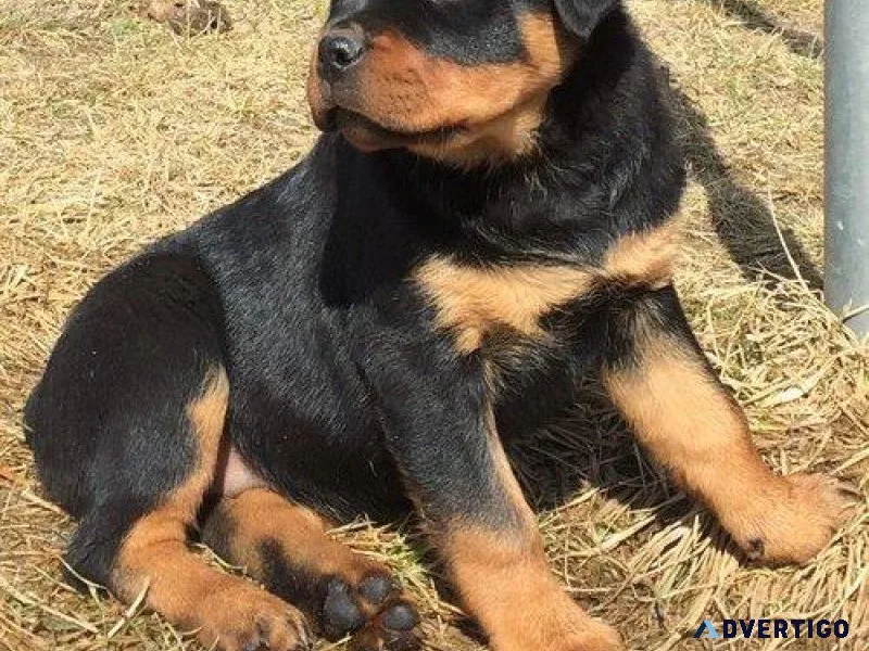 jovial expert German rottweiler puppies for Sale