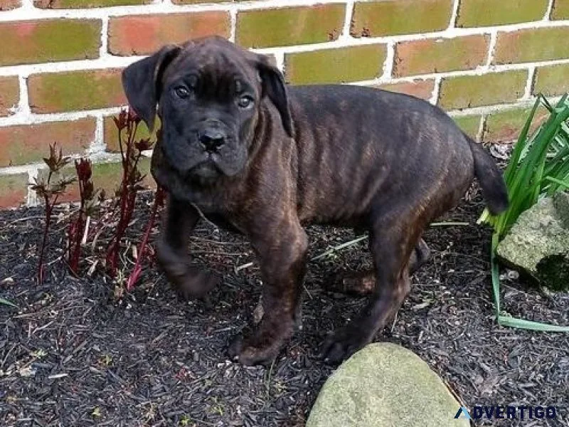 Home raised Cane Corso puppies available