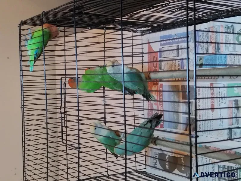 Beautiful baby love bird and baby parakeet for sale