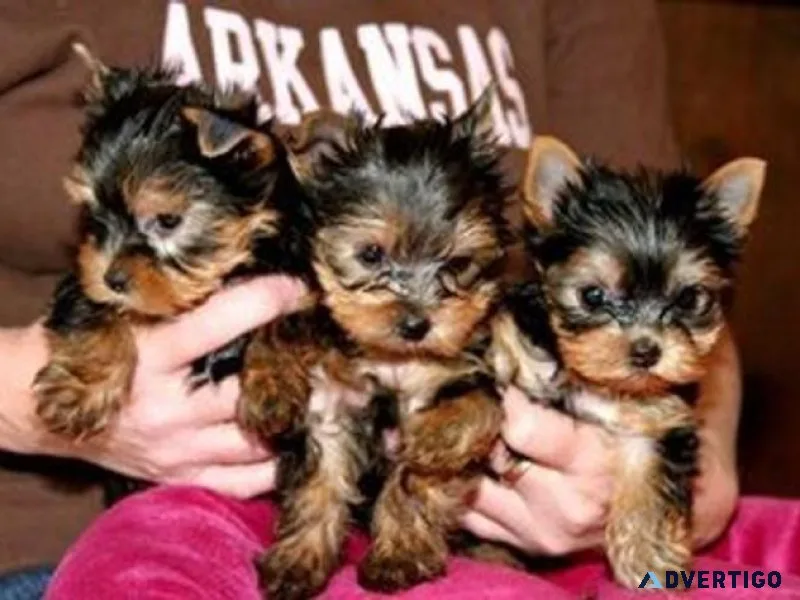 Adorable Yorkshire Terrier Puppies for Sale