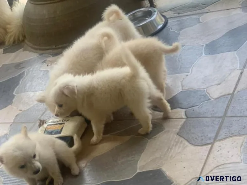 3 months America Eskimo both male and Female for sale