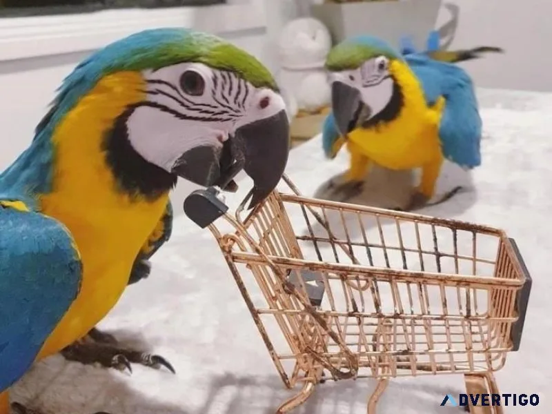 Blue and Gold Macaws- Handraised.
