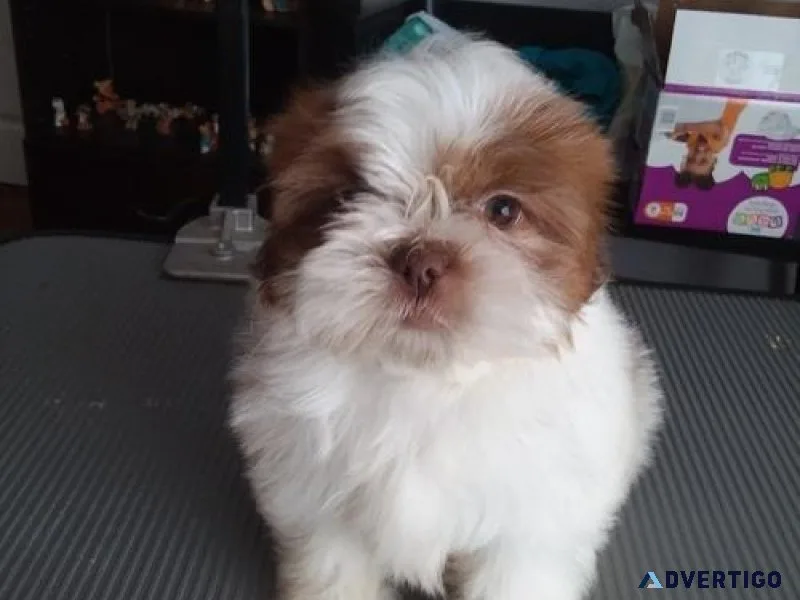 Sweet Shihpoo puppies