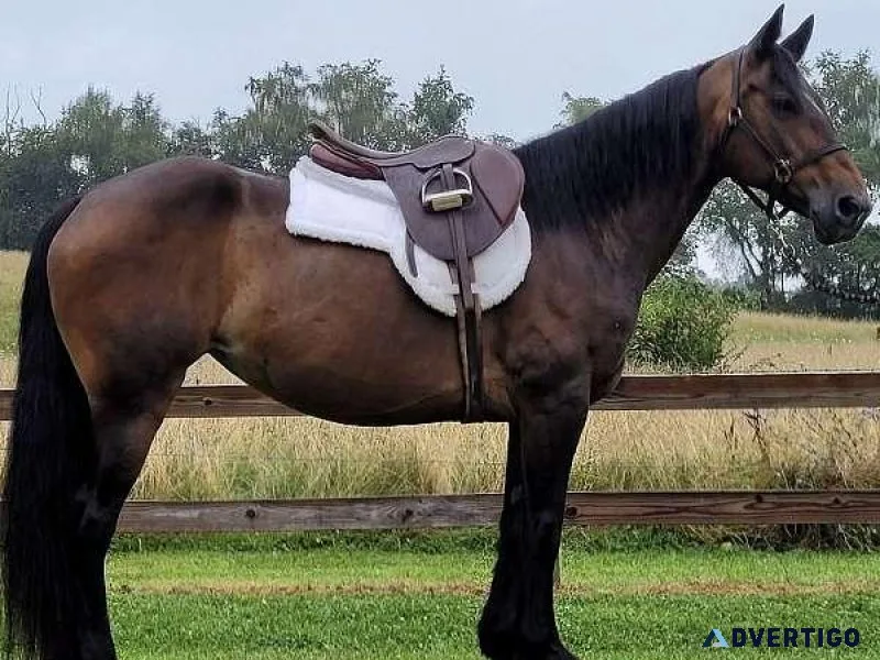 Bay Friesian Mare Horse For Sale
