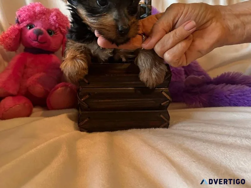 xdbhk  Yorkshire Terrier pups