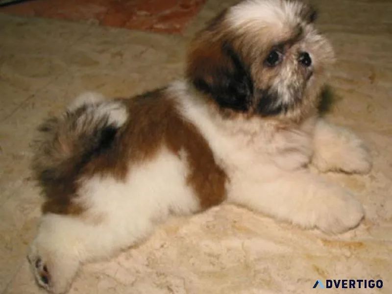 AKC Shih Tzu Puppies for sale