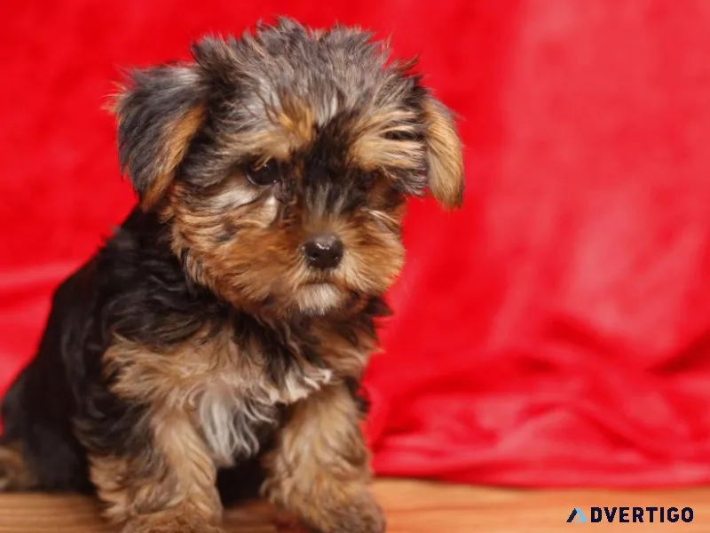 Yorkie puppies