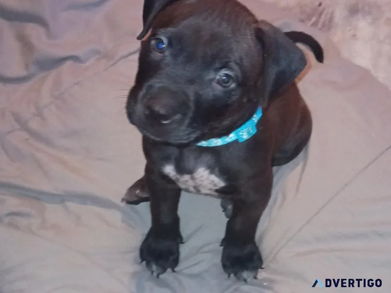 American Bully male