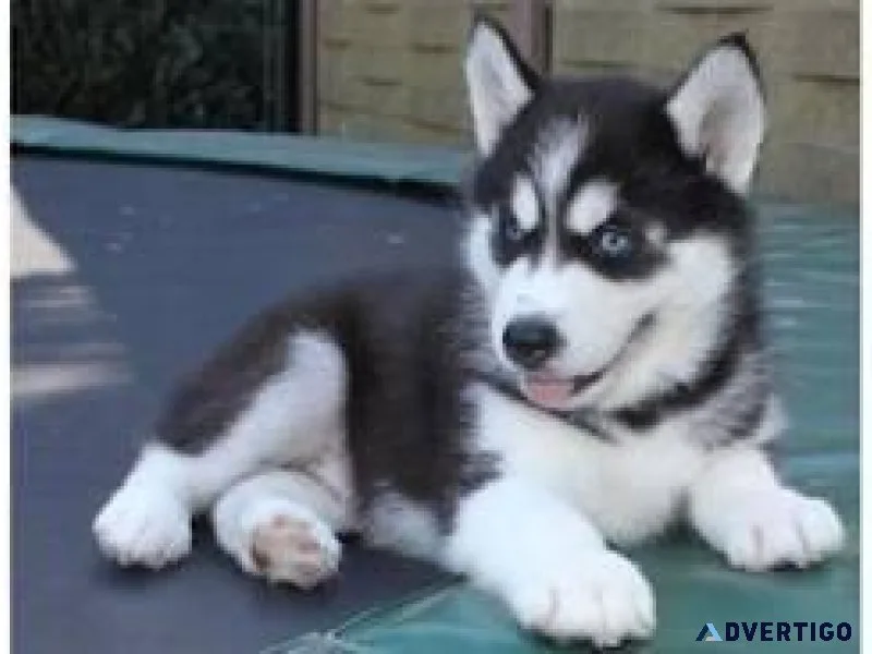 Free Siberian Husky Pups
