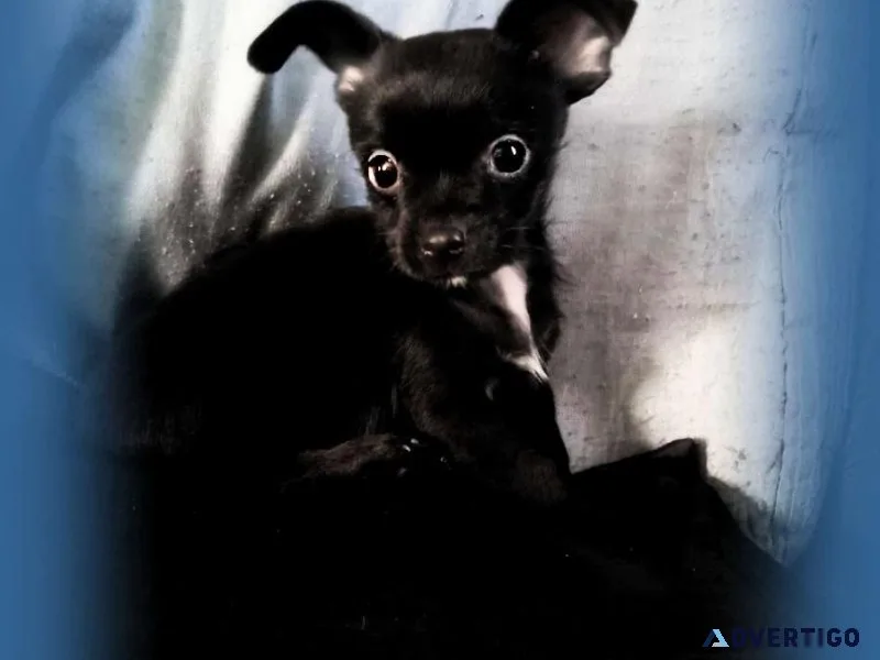 TAZ  Chihuahua Puppy