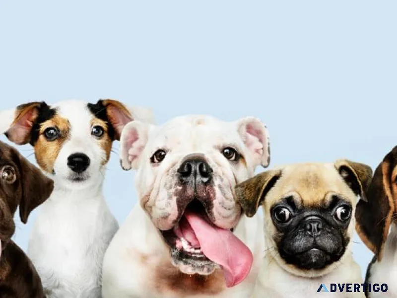 Looking For a Pet store in Mumbai Visit Our Store