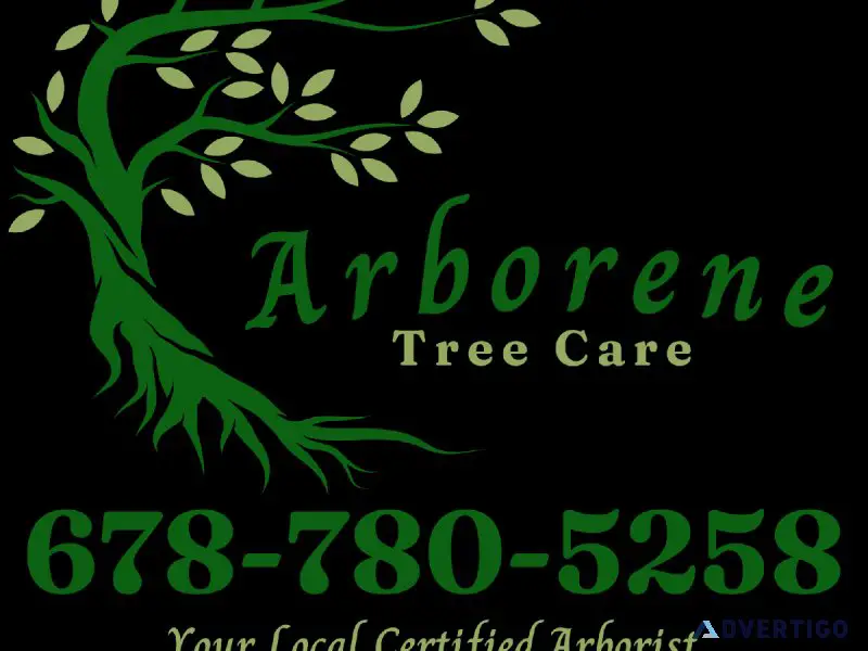 Tree Removal And Pruning Service