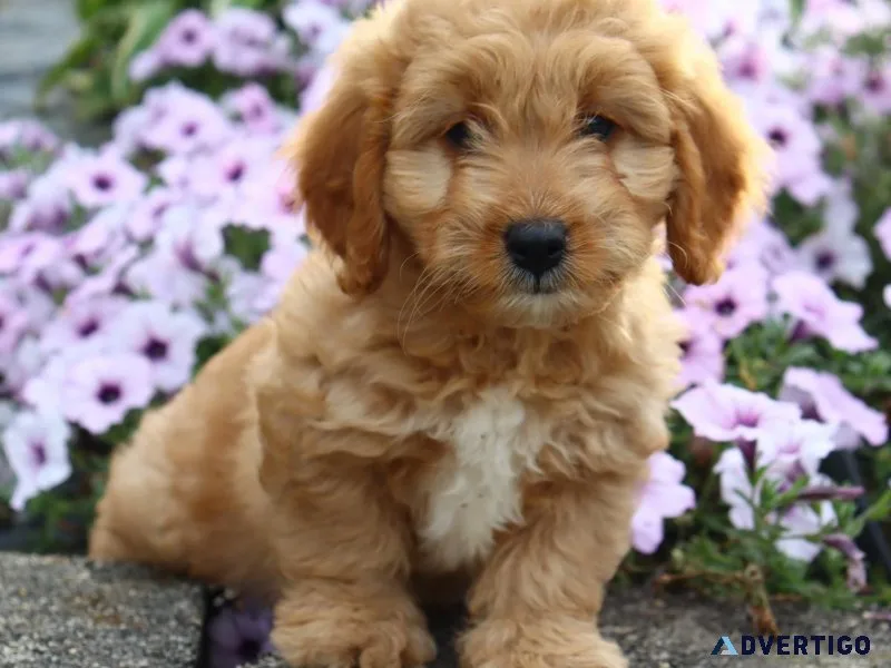 Caden Male Mini Goldendoodle