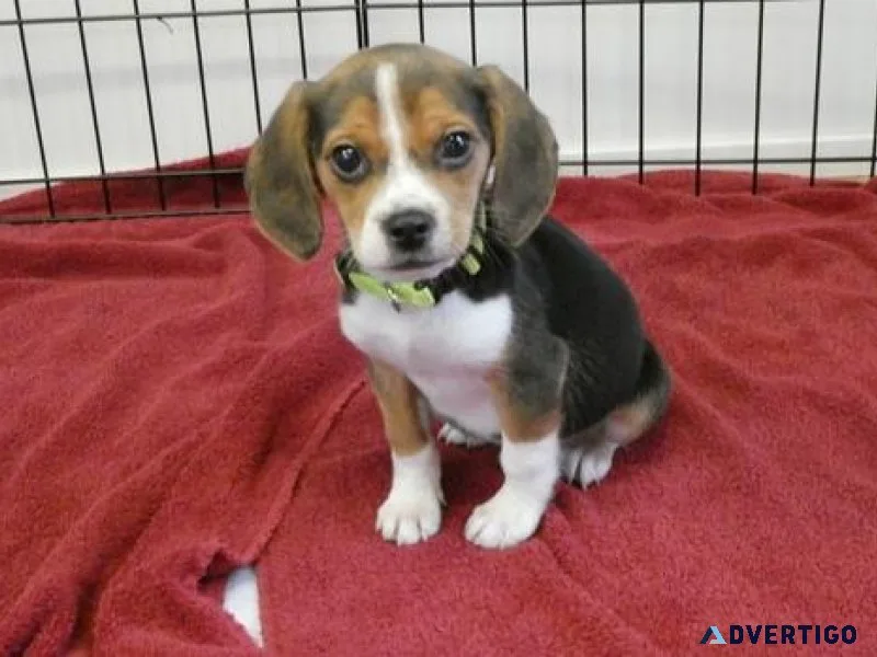 AKC Beagle puppies girls and boys