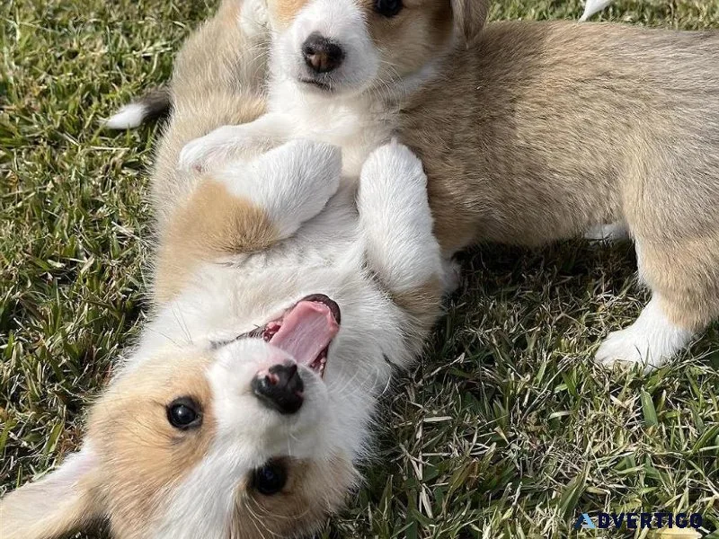 vddg   Lovely Pembroke Welsh Corgi puppies