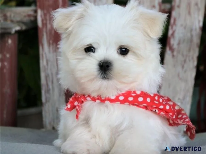 bije Maltese puppies available