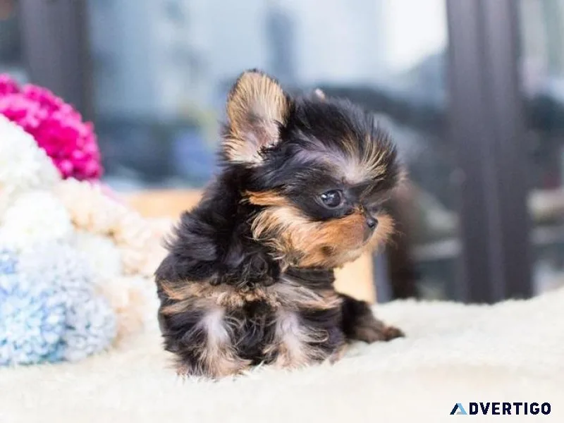 Koke Yorkie Puppies for sale