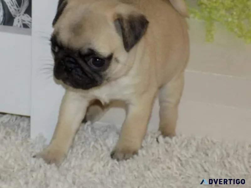 Healthy Pug Puppies For Sale.