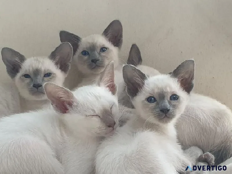 Siamese kittens 