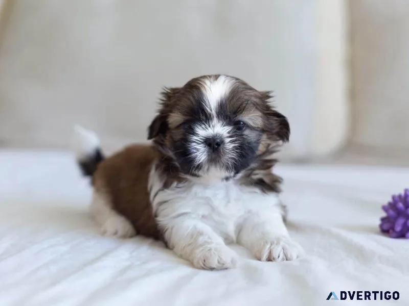 2 Beautiful Shih tzu puppies