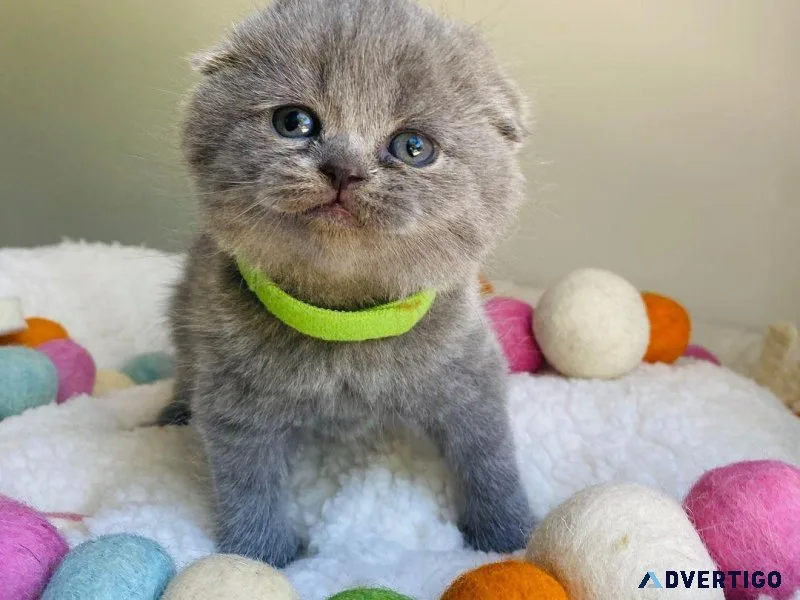 EEGS Scottish Fold Kittens