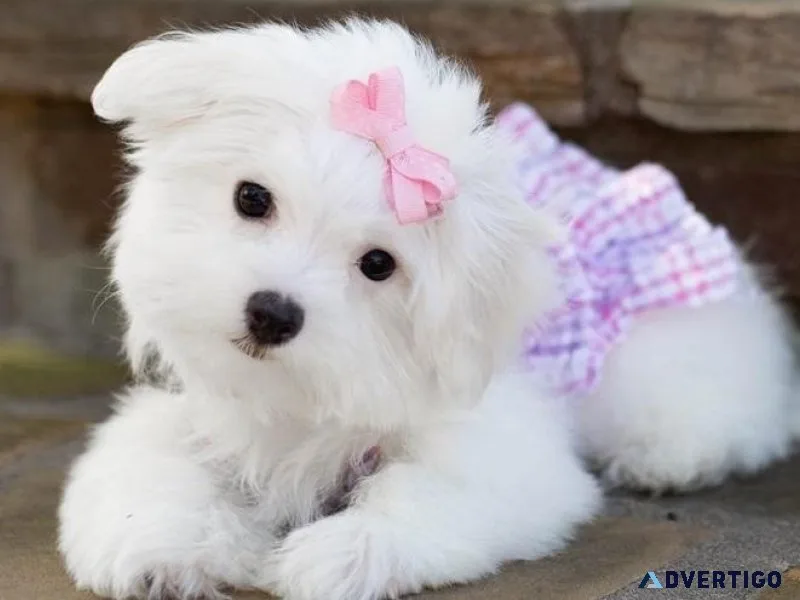 Healthy AKC Maltese puppies available