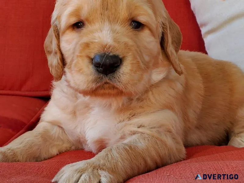 AKC Golden Retriver