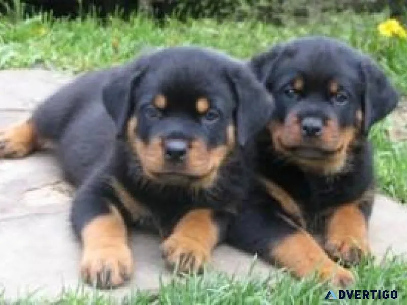 Male And Female Rottweiler Puppies For Adoptions