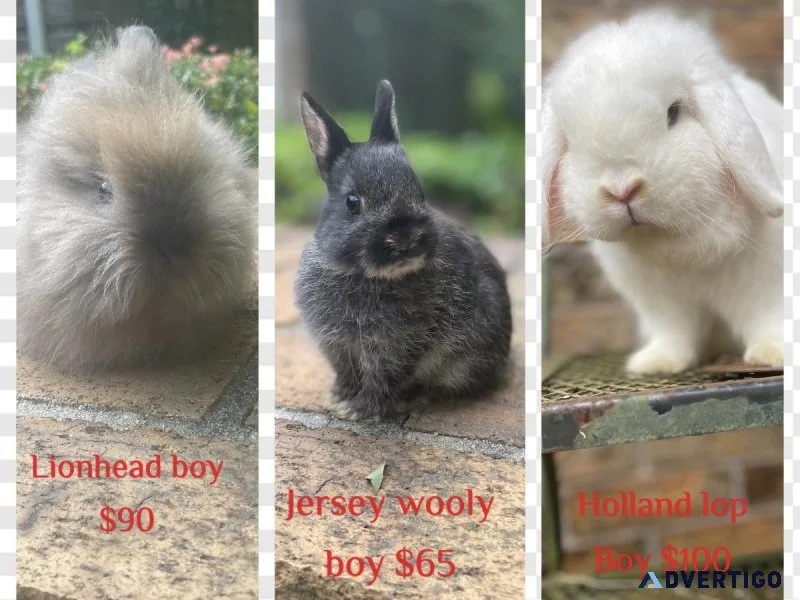 Different breeds of bunny rabbits for sale