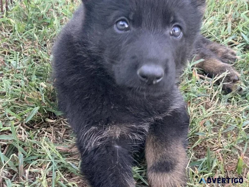 German Shepherds
