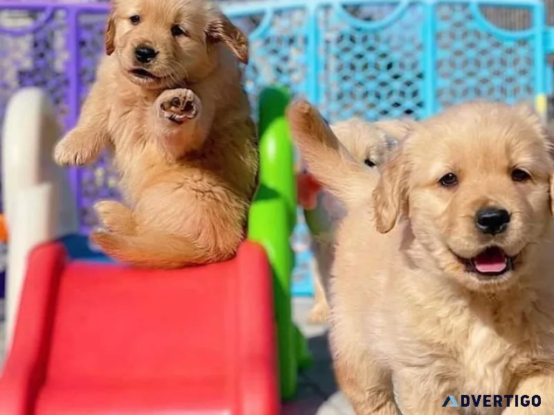 Gorgeous Golden Retriever puppies.