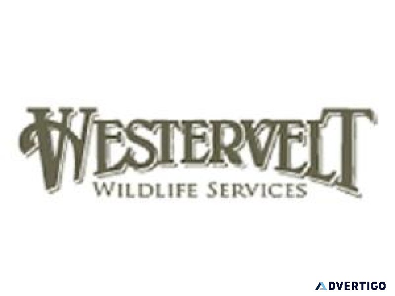 Contact Westervelt Wildlife Services for A Deer Management Plan.
