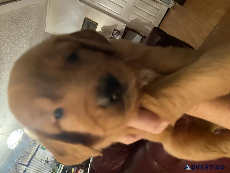 Golden Retriever pups. 3rd gen. Dna tested.