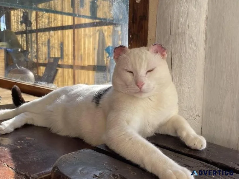 Adorable Cat Looking for Loving Home