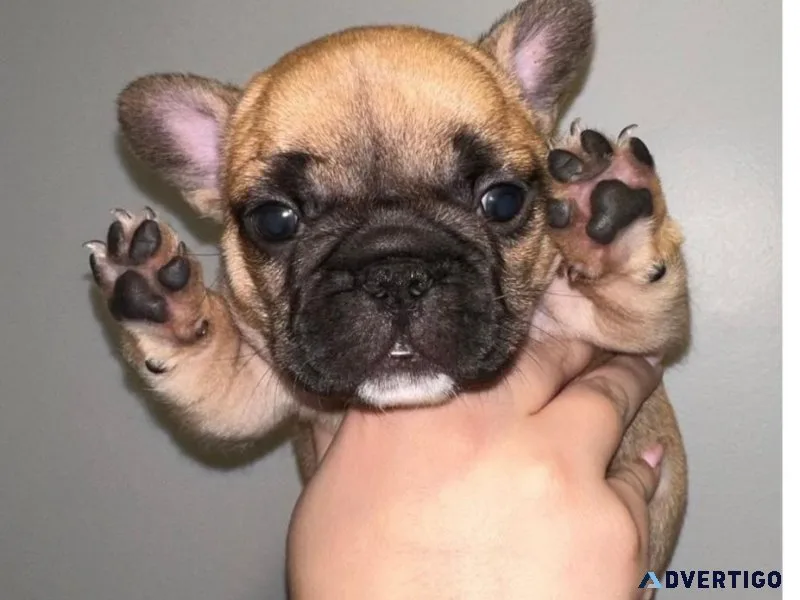 French Bulldog Puppies For Sale