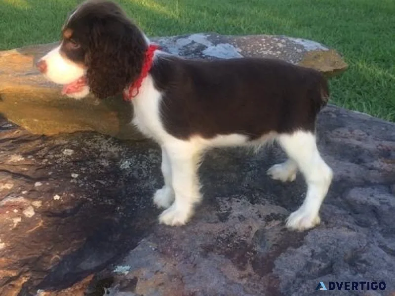 Lovely English Springer Spaniel puppies