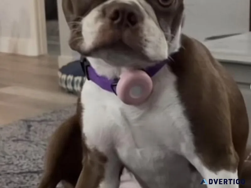 Boston Terrier
