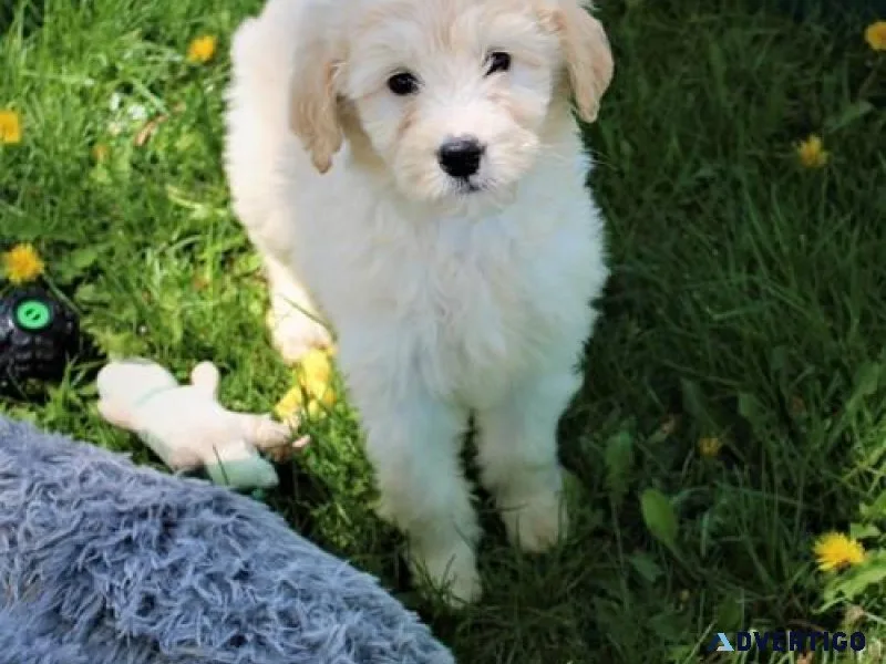 Super adorable Goldendoodle Puppies