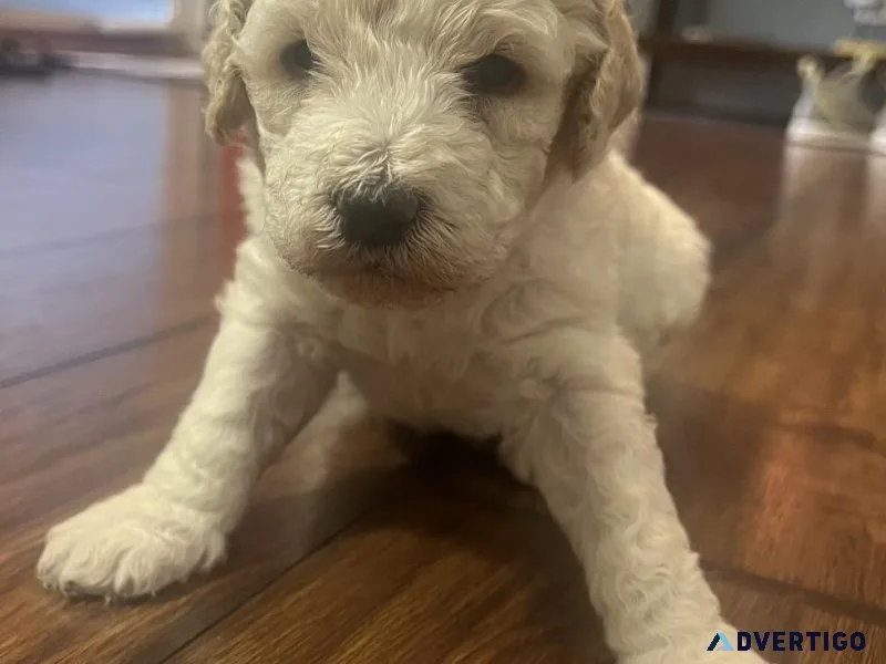 Standard poodle puppies