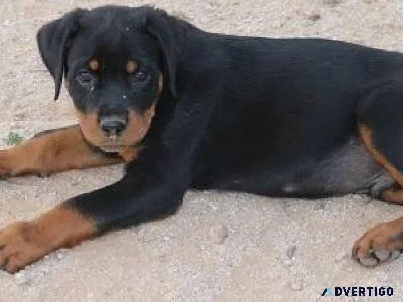 lawful expert German rottweiler puppies for Sale