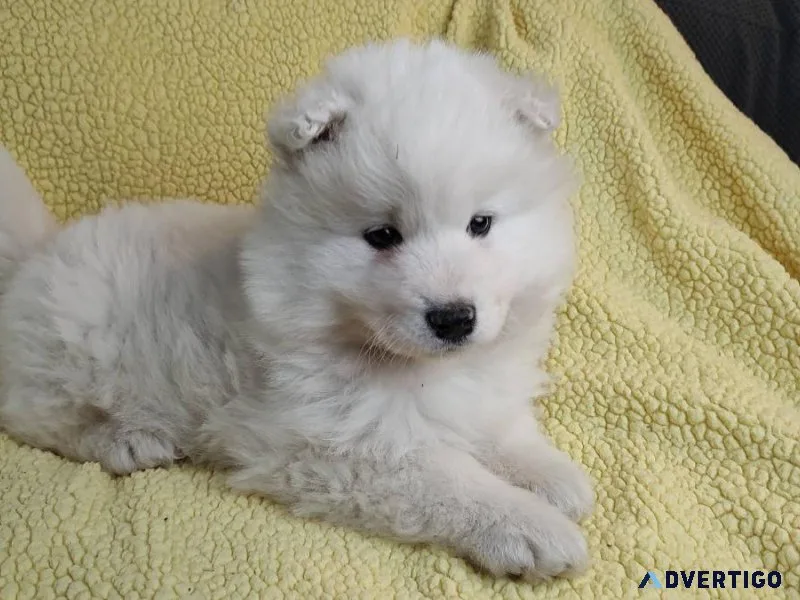 Samoyed puppies