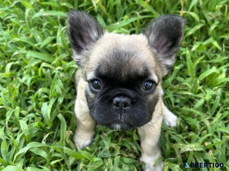 French bulldog puppies